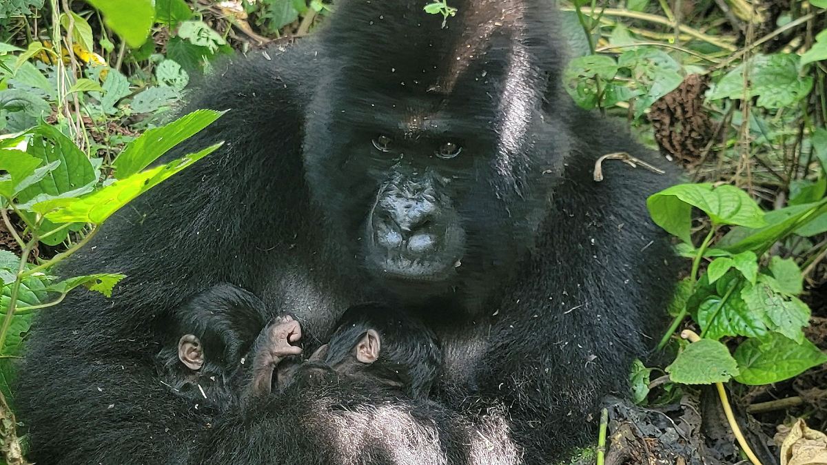 "Extrem selten": Gorilla bringt mitten im Kriegsgebiet Zwillinge zur Welt