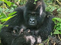 "Extrem selten": Gorilla bringt mitten im Kriegsgebiet Zwillinge zur Welt