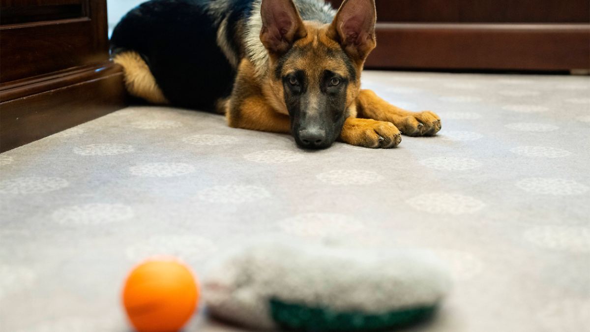 Vergleichbar-mit-einem-Kleinkind-Hunde-k-nnen-W-rter-aus-Gespr-chen-lernen