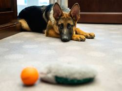 Vergleichbar mit einem Kleinkind: Hunde können Wörter aus Gesprächen lernen