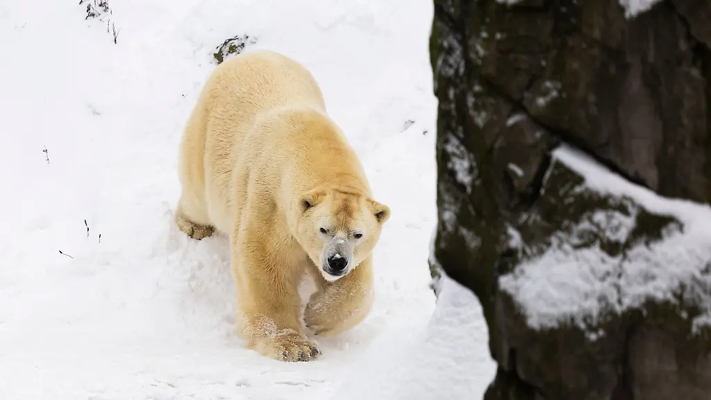 Auch-bei-Sturm-und-Schnee-fuehlen-sich-die-Eisbaeren-im-Freien-wohl