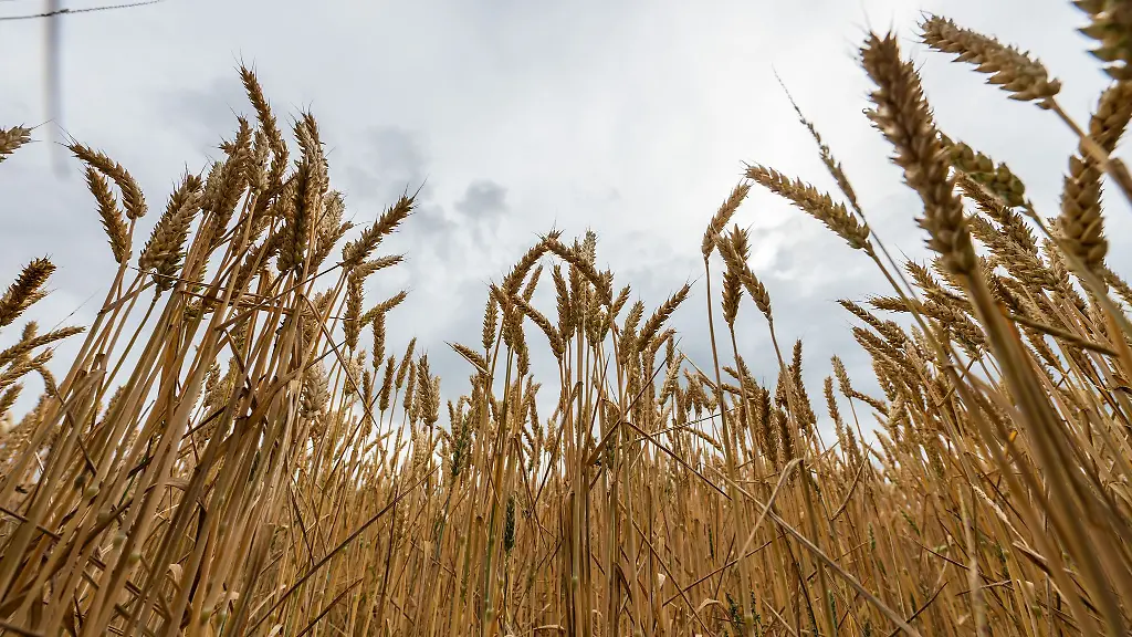 Bayerns-Landwirtschaftsministerin-Kaniber-will-keine-Abhaengigkeit-bei-Grundnahrungsmitteln