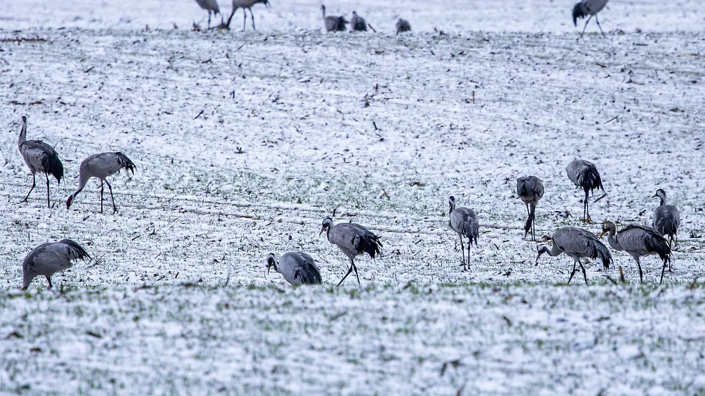 Die-Suche-nach-Nahrung-wird-bei-geschlossener-Schneedecke-fuer-Kraniche-schwierig