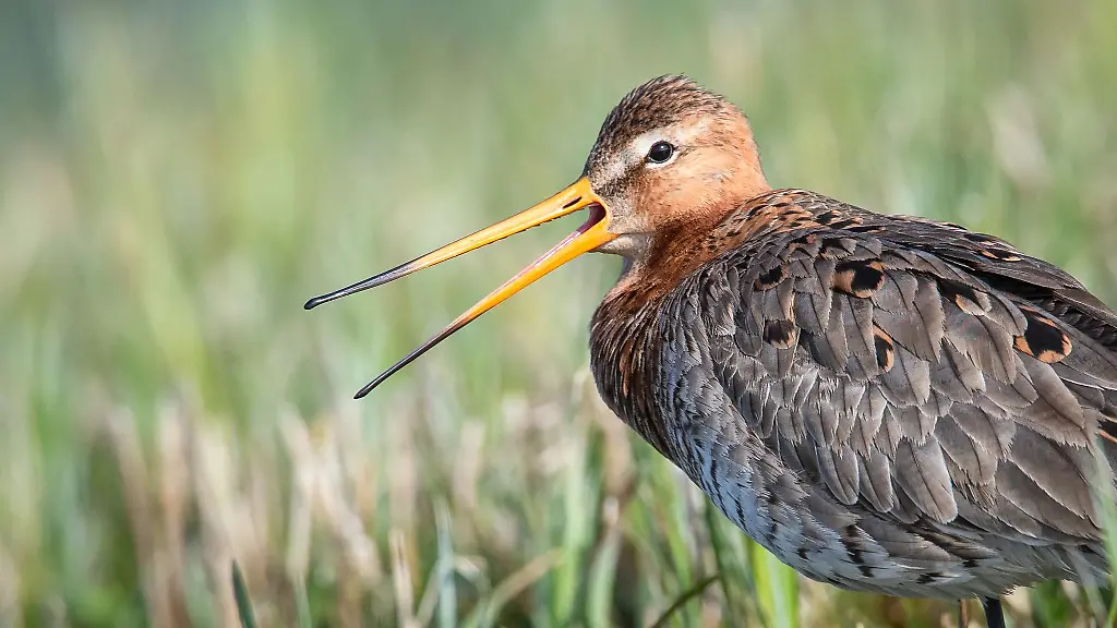 Die-Uferschnepfe-ist-gefaehrdet