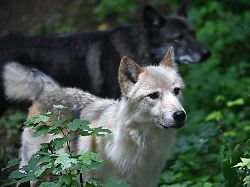 Hessen: Land warnt: Wolfshybride sind keine Haustiere