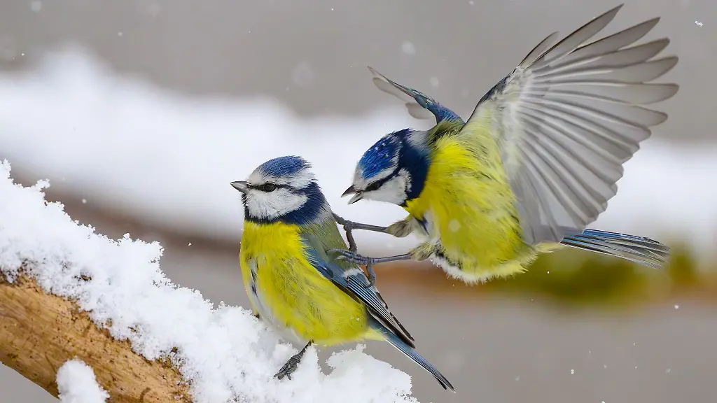 In-den-vergangenen-Tagen-habe-sich-viele-Exemplare-bekannter-Vogelarten-vor-Vogelhaeusern-gezeigt