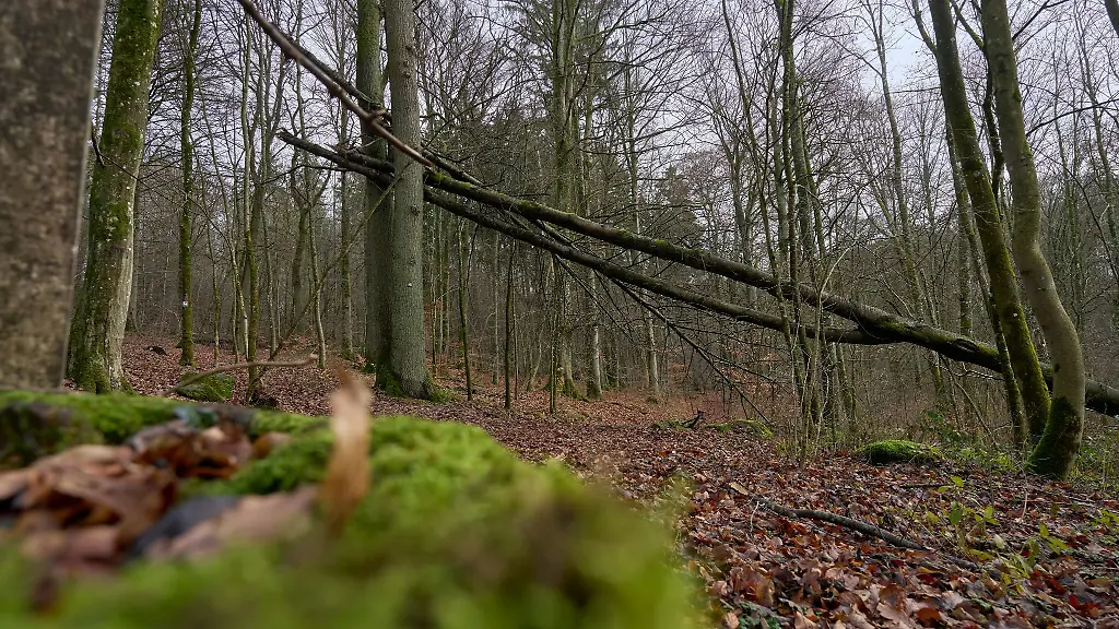 Beim-Forschungsprogramm-Klimawald-2100-geht-es-vorrangig-um-den-Wasserrueckhalt-den-Umgang-mit-Buchen-die-Artenvielfalt-auf-Stoerungsflaechen-sowie-die-Kommunikation-ueber-die-Auswirkungen-des-Klimawandels-auf-den-Wald