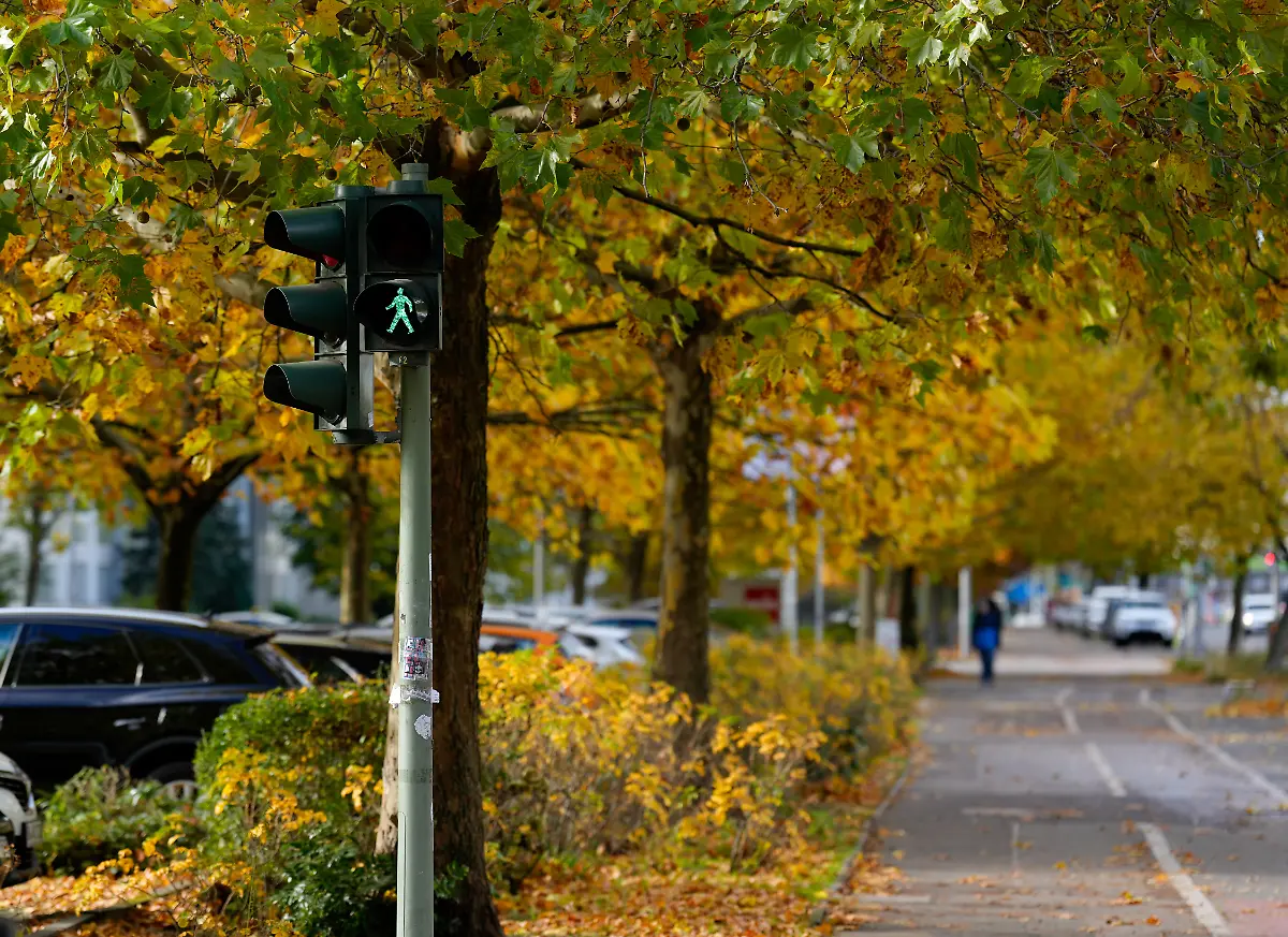 Ein-gruener-Ampelmaennchen-signalisiert-Gehen-an-einer-baumgesaeumten-Strasse-waehrend-sich-das-Laub-herbstlich-verfaerbt-hat-Themenfoto-Rossmann-Geschaeftsschild-29-10