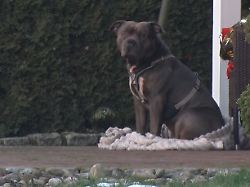 Spaziergängerin fand Leiche: Mann von eigenem Kampfhund totgebissen