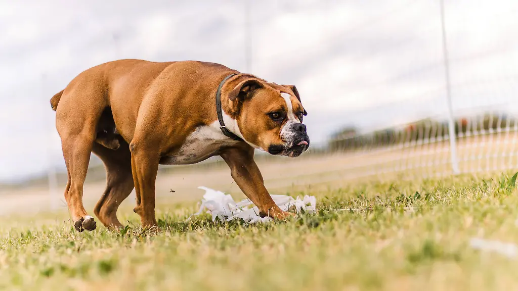 Happy-American-Bulldog-sticking-tongue-out-on-cloudy-day-in-grass-Tucson-Arizona-United-States-R-DMQG231229-1313057-01