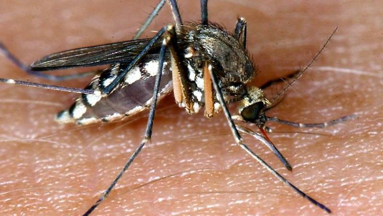 Mehr als nur ein lästiger Plagegeist: Die Mücke