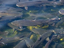 Nordrhein-Westfalen: 20 Tonnen Fisch durch verunreinigtes Wasser verendet