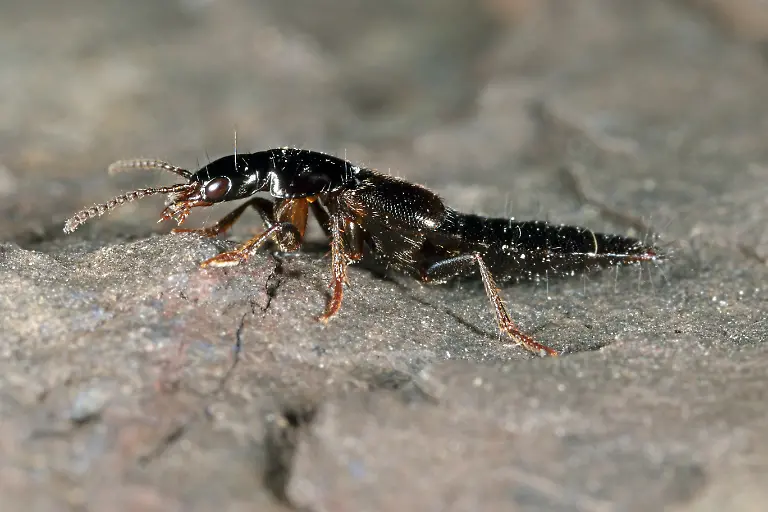 Quedius-mesomelinus-2610-K-Bogon