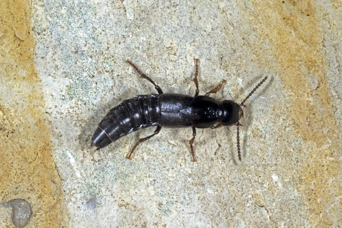 Quedius-mesomelinus-Kurzfluegler-9363-K-Bogon