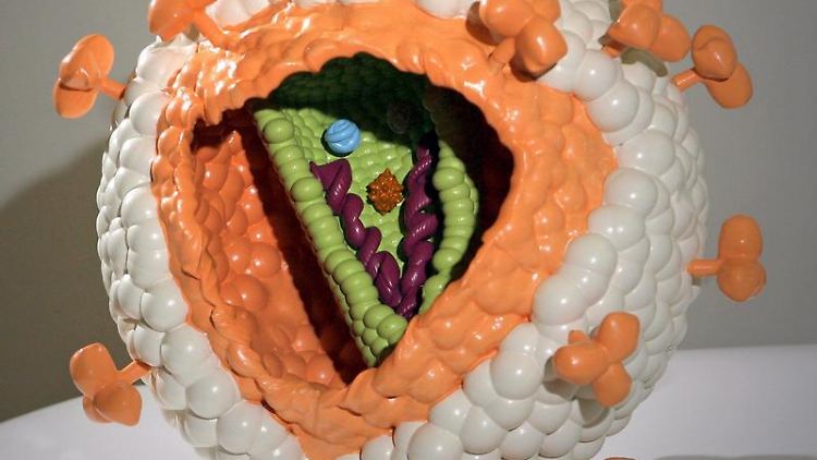 Ein Modell des HI-Virus.