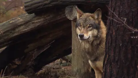 Wolf Abschuss3