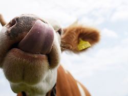 Bayern: Schleimspur und Dellen: Kuh-Attacke auf Urlauber-Autos?