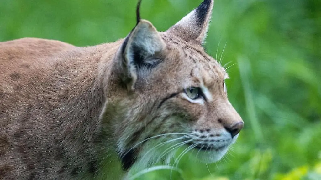 Ein-Luchs-schaut-in-die-Ferne