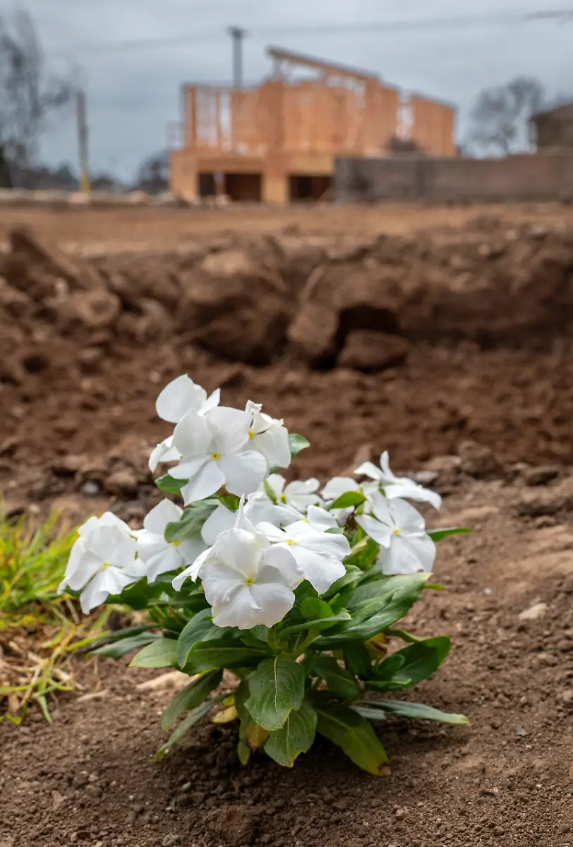 August-16-2025-Pacific-Palisades-California-USA-August-16-2025-Flowers-grow-in-an-empty-lot-in-Pacific-Palisades-as-the-area-continues-to-recover-from-the-January-2025-wildfires