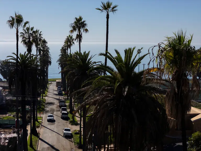 A-drone-view-of-charred-palm-trees-in-the-Pacific-Palisades-neighborhood-months-after-wildfires-in-January-devastated-the-area-in-Los-Angeles-California-December-11-2025