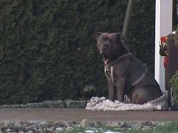 Niedersachsen & Bremen: Aggressiv oder gefährlich? Wann Hunde zum Wesenstest müssen