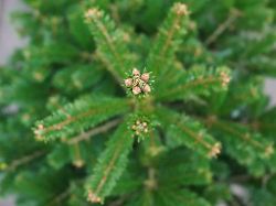 Rheinland-Pfalz & Saarland: Wohin mit meinem Weihnachtsbaum – und was wird daraus?