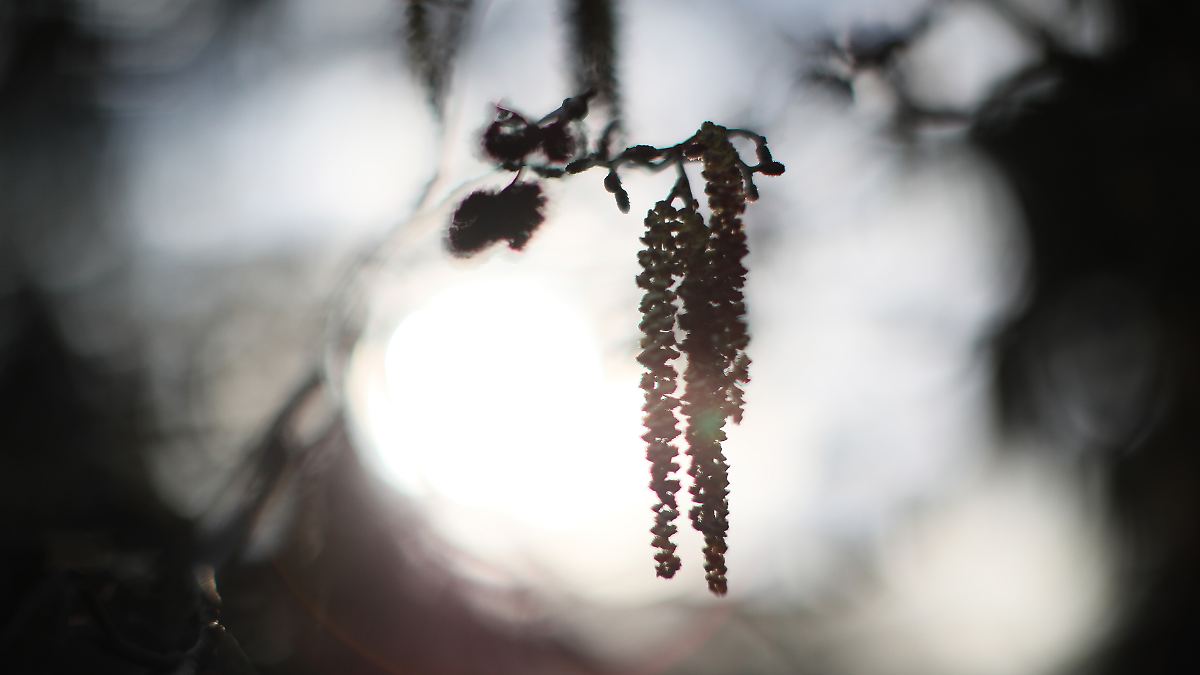 Kaum-noch-Atempause-Allergiker-leiden-schon-jetzt-unter-starkem-Pollenflug