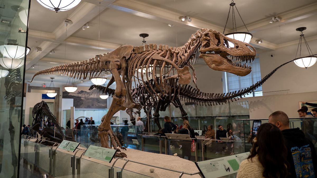erst-mit-40-jahren-ausgewachsen-t-rex-wurde-sp-ter-als-bisher-angenommen-zum-giganten