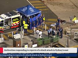 Zwölfjähriger schwer verletzt: Mehrere gefährliche Hai-Attacken vor Sydney