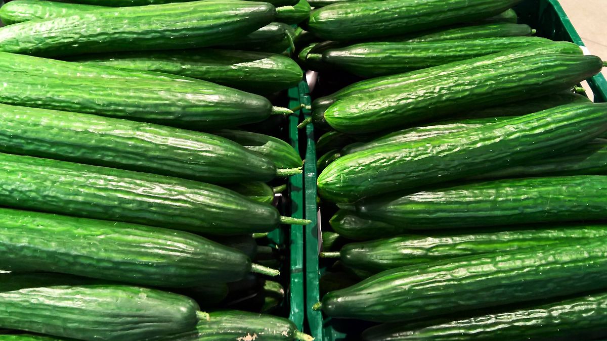 80-Prozent-mehr-als-im-Oktober-K-ltewelle-treibt-Salatgurkenpreis-in-die-H-he