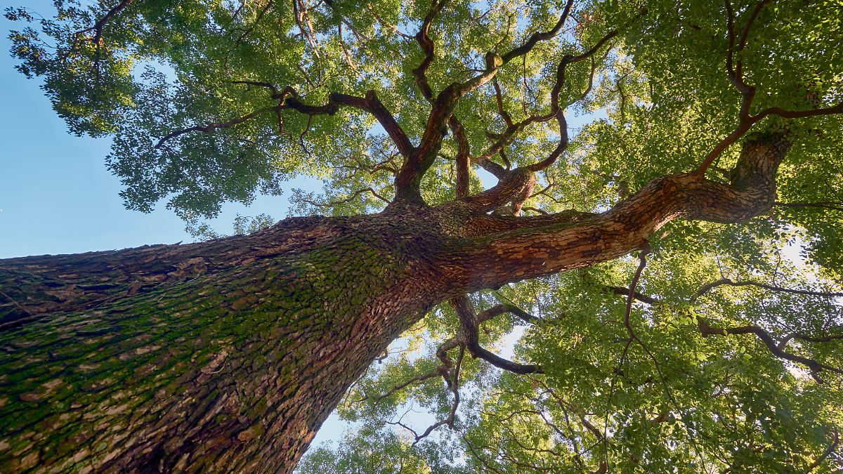 Brillant-fantastisch-episch-The-Tainted-Cup-Spannung-zwischen-Fantasy-und-Krimi