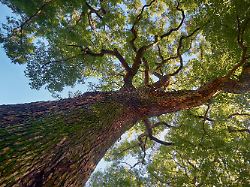 Brillant, fantastisch, episch: "The Tainted Cup" - Spannung zwischen Fantasy und Krimi