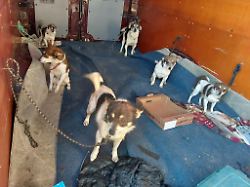 Sachsen: "Unerwarteter Anblick": Transporter mit Hunden gestoppt