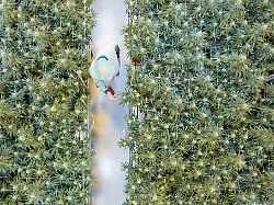 Sachsen: Cannabis-Produzent Demecan erweitert Produktion