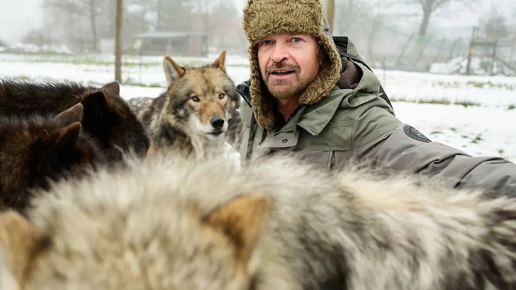 Filmwolf-Trainer-Miguel-de-la-Torre-und-seine-Tiere-haben-im-Film-Woodwalkers-2-mitgewirkt