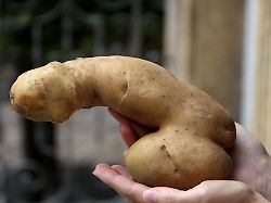 Umstrittene Studie zu Penislänge: Kommt es doch auf die Größe an?