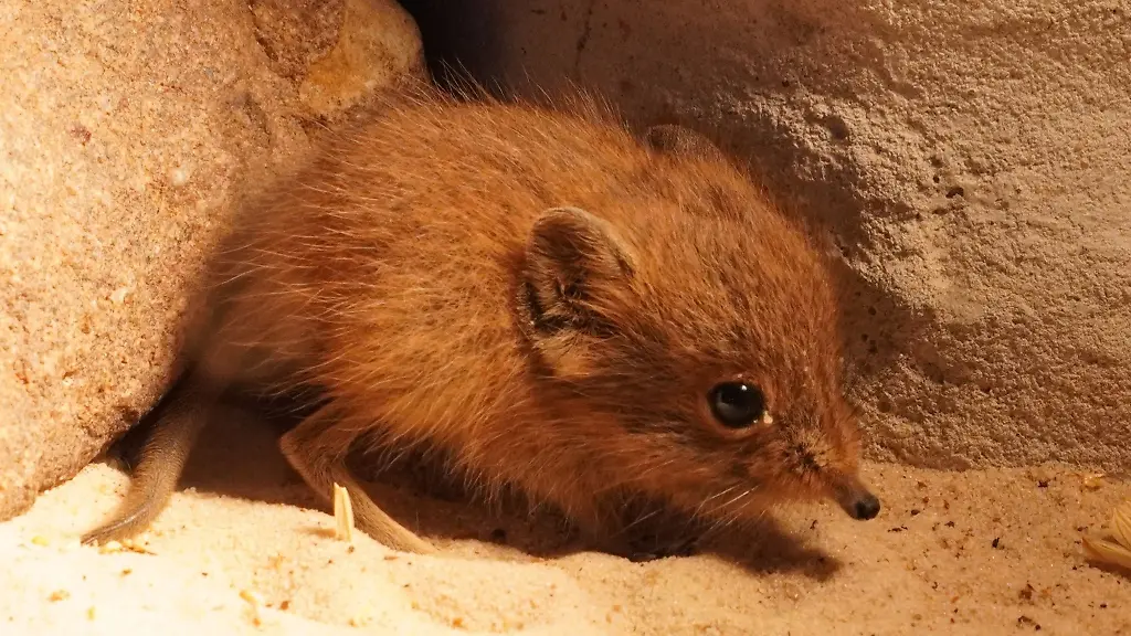 Der-kleine-Kurzohrruesselspringer-ist-der-erste-Nachwuchs-des-Jahres-im-Tiergarten-Kleve