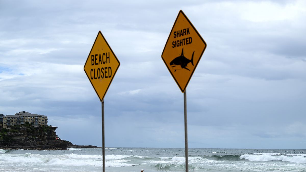 Angriff-beim-Klippenspringen-Zw-lfj-hriger-nach-Hai-Attacke-in-Sydney-gestorben