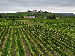 Hessen: Hessens Weinbranche setzt im Grauburgunder-Boom auf Riesling