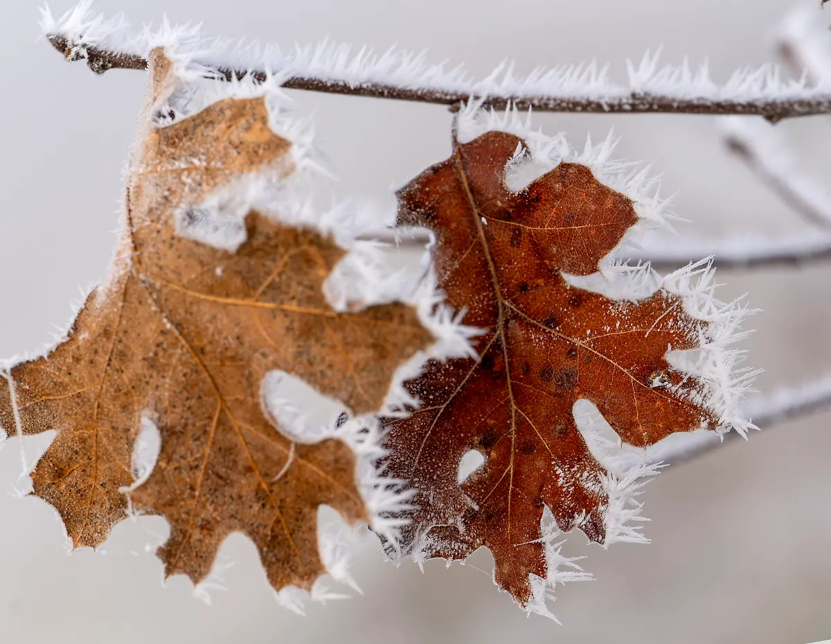 January-24-2026-Elkton-Oregon-USA-Thick-frost-forms-on-oak-leaves-along-a-country-road-near-Elkton-in-rural-southwestern-Oregon-The-National-Weather-Service-is-predicting-freezing-for-the-area-again-overnight