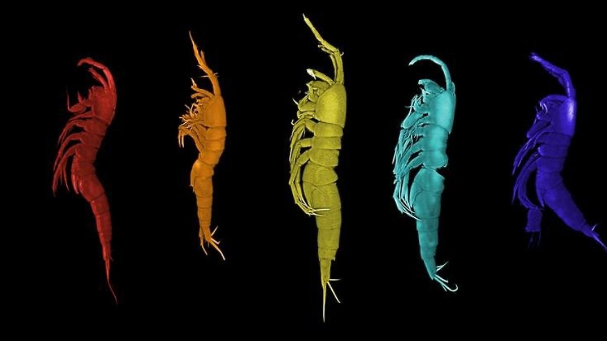 Winzige-Tiere-Forscher-entdecken-f-nf-neue-Krebsarten-in-der-Nordsee