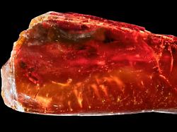 Ctenobethylus goepperti: Uralte Ameise in Goethe-Bernstein entdeckt