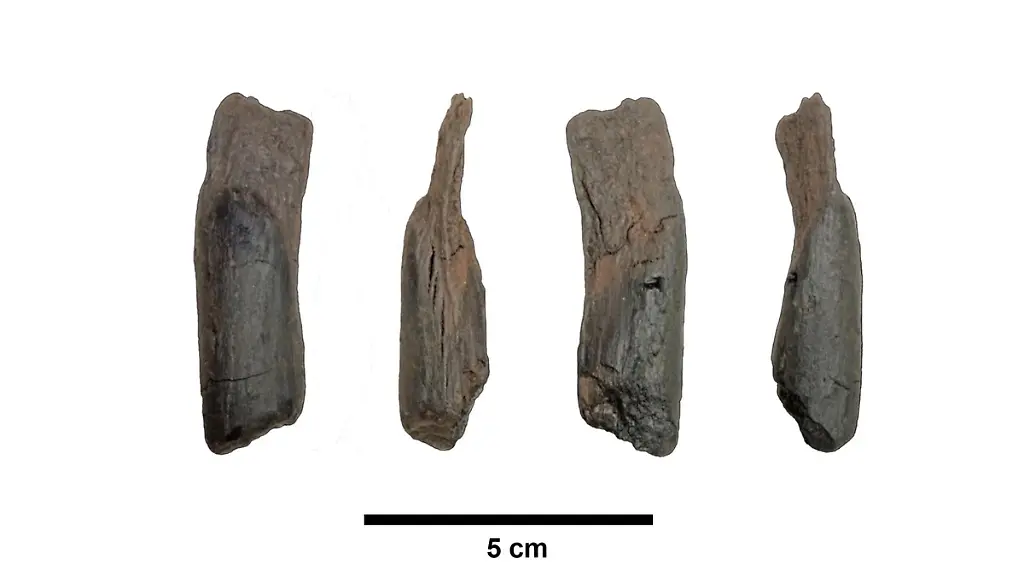 HANDOUT-Small-wooden-tool-which-is-a-new-wood-tool-type-used-by-humans-documented-here-for-the-first-time-from-the-Marathousa-1-site-in-Greece-which-dates-back-430-000-years-Currently-the-function-of-the-tool-is-not-known-Credit-Photograph-by-N-Thompson-copyright-K-Harvati-Foto-Photograph-by-N-Thompson-copyright-K