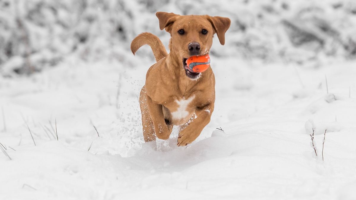 Was-m-glich-ist-und-was-nicht-Steuern-sparen-mit-dem-Hund-