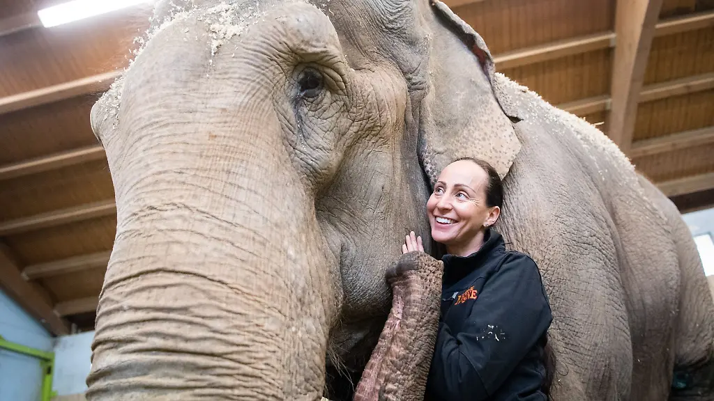 Jana-Mandana-Lacey-Krone-Direktorin-des-Circus-Krone-streichelt-im-Elefantenhaus-auf-dem-Gelaende-des-Circus-Krone-die-indische-Elefantenkuh-Bara
