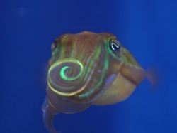 Spezielles Paar Arme: Tintenfische balzen mit Bling-Bling, aber für Menschen unsichtbar