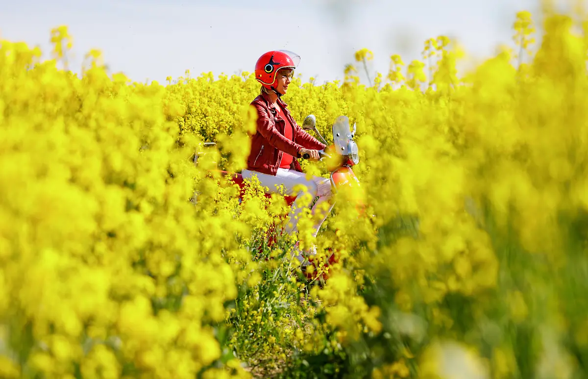 Eine-Frau-faehrt-bei-strahlendem-Sonnenschein-mit-ihrem-Motoroller-ueber-einen-Feldweg-der-durch-ein-bluehendes-Rapsfeld-fuehrt-Ausserhalb-der-Kirchen-erhielt-Himmelfahrt-den-Beinamen-Vatertag
