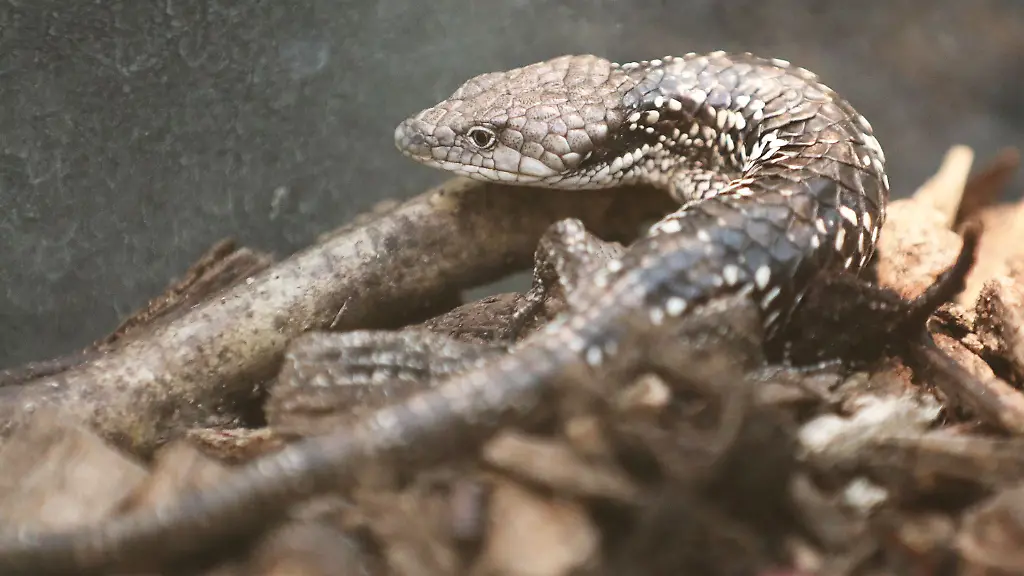 Eine-Baumschleiche-aus-Mexiko-die-vom-Zoll-beschlagnahmt-wurde-sitzt-nach-der-qualvollen-Reise-in-einem-Terrarium