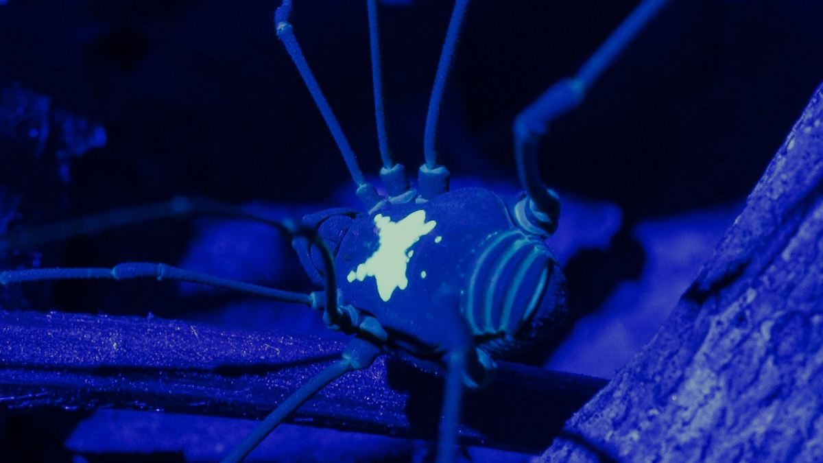 entdeckung-im-regenwald-warum-diese-weberknechte-im-dunkeln-leuchten