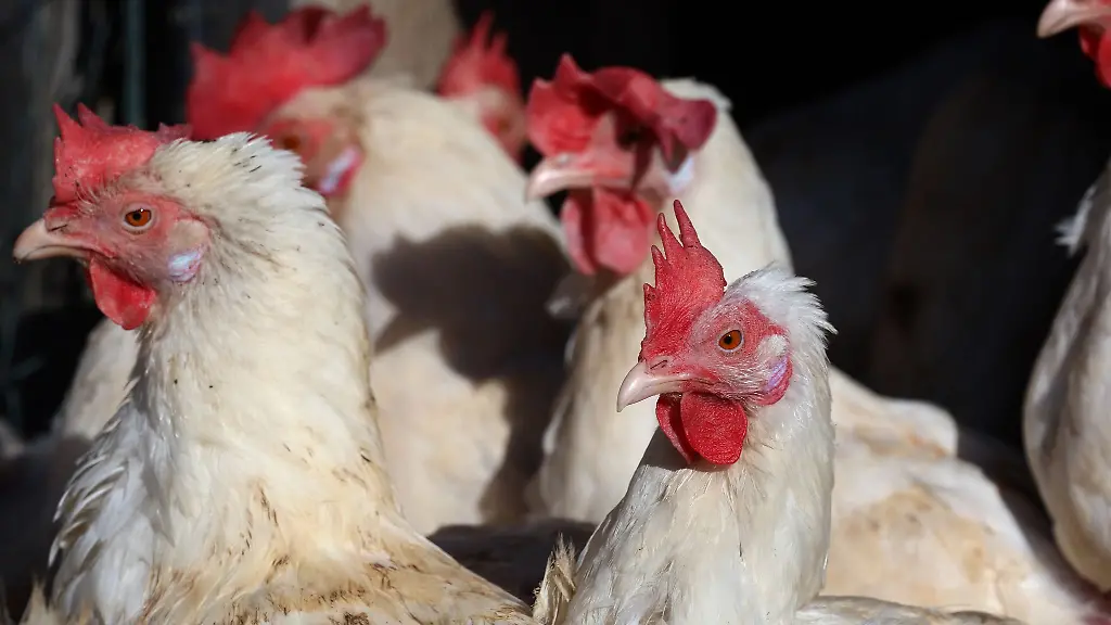 Wohl-erneuter-Ausbruch-der-Vogelgrippe-im-Landkreis-Harz
